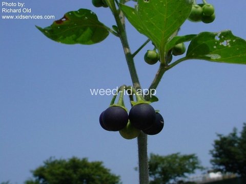 nightshade, eastern black